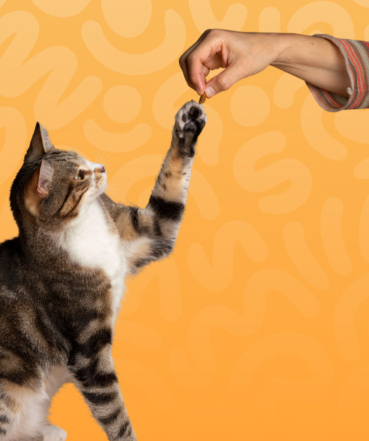 tobacconist rouse hill - happy customer unboxing vape delivery in rouse hill home