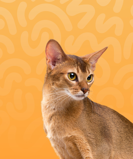 vapes brisbane - Expert Guide and Review