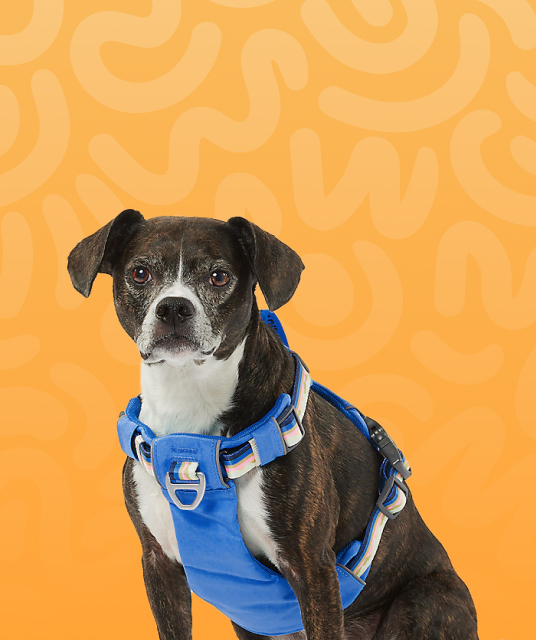 Step-by-step graphic on charging and storing tobacconist flagstone bought vapes safely