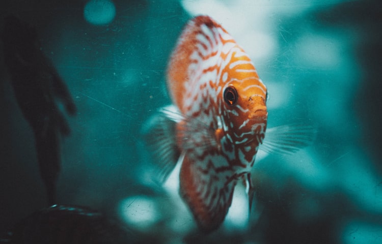 strawberry kiwi iget bar - Professional Guide and Review