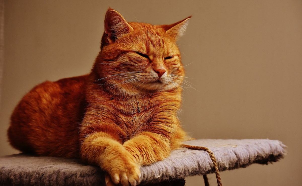 cheap disposable vapes australia - Expert Guide and Review