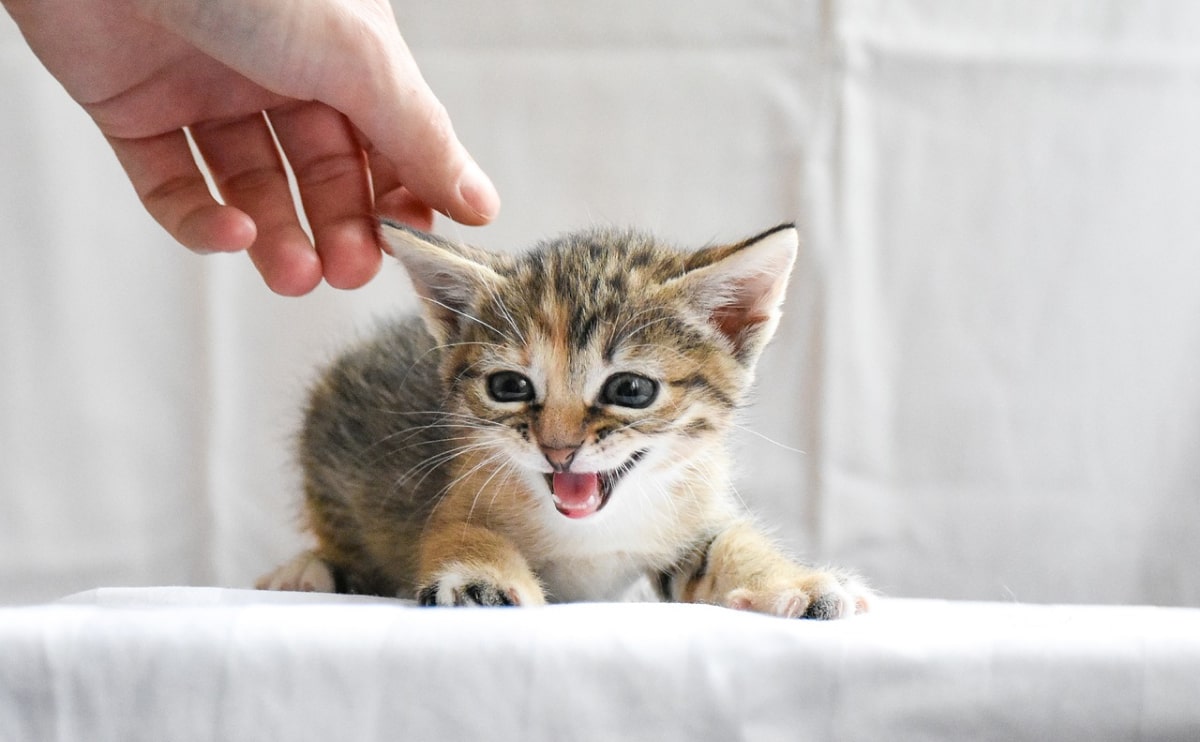 tobacconist burpengary shelf displaying various nicotine strengths