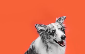 disposable vape near me - Expert Guide and Review