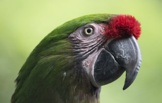 tobacconist burpengary - Guide to storing vapes in Queensland heat and humidity safety infographic