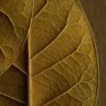 RELX MagicGo 4000 Tobacco (Gold) - 图片 2